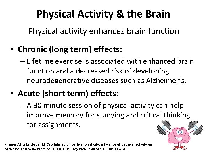 Physical Activity & the Brain Physical activity enhances brain function • Chronic (long term)