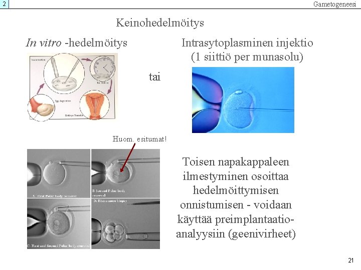 Gametogeneesi 2 Keinohedelmöitys In vitro -hedelmöitys Intrasytoplasminen injektio (1 siittiö per munasolu) tai Huom. Gametogeneesi 2 Keinohedelmöitys In vitro -hedelmöitys Intrasytoplasminen injektio (1 siittiö per munasolu) tai Huom.