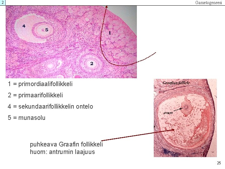 Gametogeneesi 2 1 = primordiaalifollikkeli 2 = primaarifollikkeli 4 = sekundaarifollikkelin ontelo 5 = Gametogeneesi 2 1 = primordiaalifollikkeli 2 = primaarifollikkeli 4 = sekundaarifollikkelin ontelo 5 =