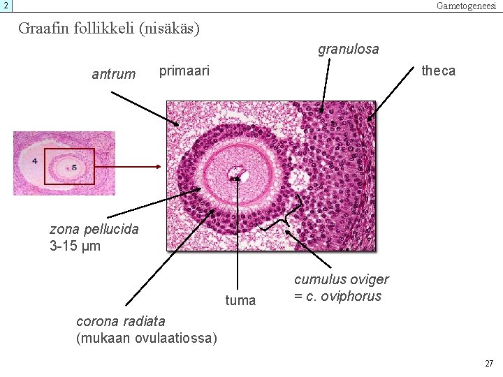 Gametogeneesi 2 Graafin follikkeli (nisäkäs) granulosa antrum primaari theca zona pellucida 3 -15 µm Gametogeneesi 2 Graafin follikkeli (nisäkäs) granulosa antrum primaari theca zona pellucida 3 -15 µm