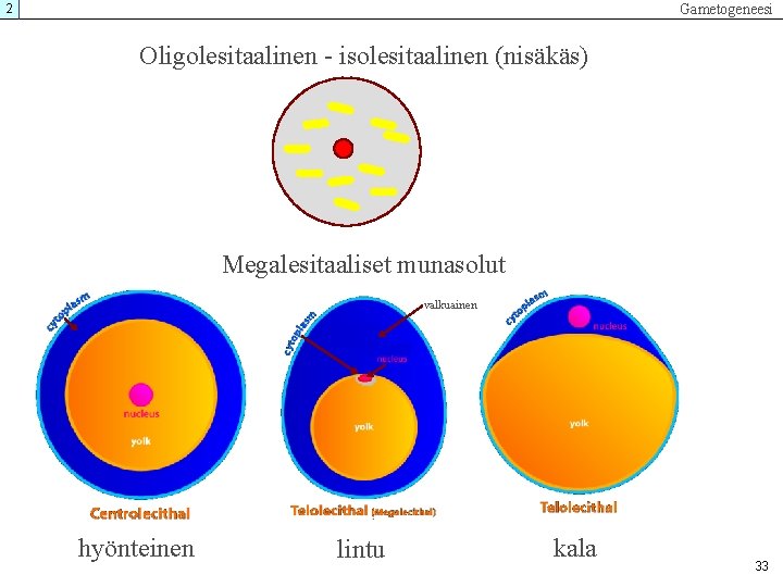 Gametogeneesi 2 Oligolesitaalinen - isolesitaalinen (nisäkäs) Megalesitaaliset munasolut valkuainen hyönteinen lintu kala 33 Gametogeneesi 2 Oligolesitaalinen - isolesitaalinen (nisäkäs) Megalesitaaliset munasolut valkuainen hyönteinen lintu kala 33