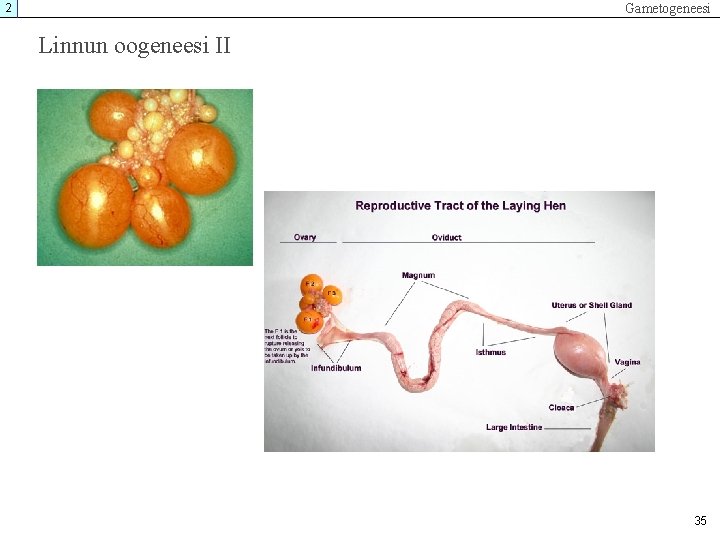 Gametogeneesi 2 Linnun oogeneesi II 35 Gametogeneesi 2 Linnun oogeneesi II 35