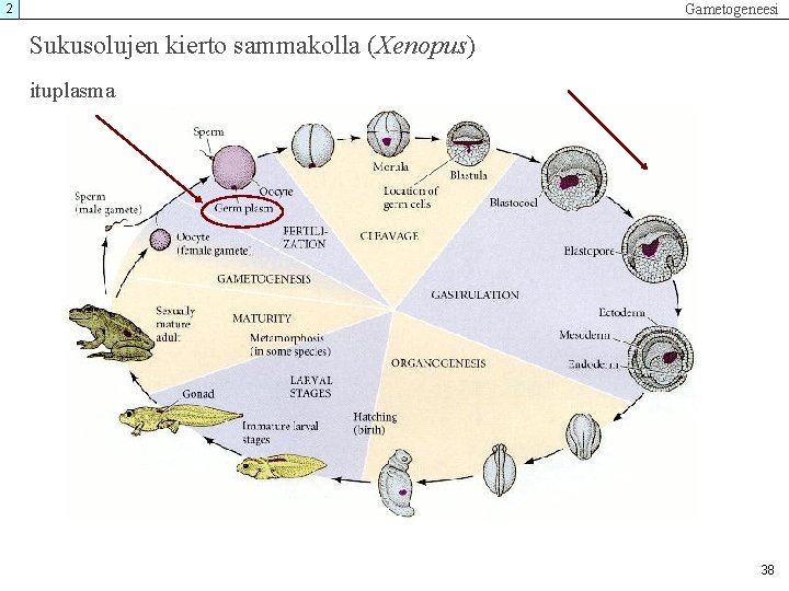 Gametogeneesi 2 Sukusolujen kierto sammakolla (Xenopus) ituplasma 38 Gametogeneesi 2 Sukusolujen kierto sammakolla (Xenopus) ituplasma 38