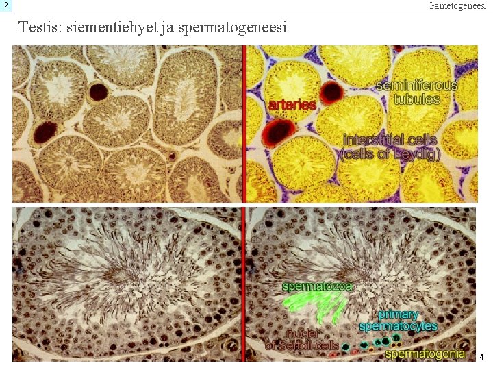 Gametogeneesi 2 Testis: siementiehyet ja spermatogeneesi 4 Gametogeneesi 2 Testis: siementiehyet ja spermatogeneesi 4