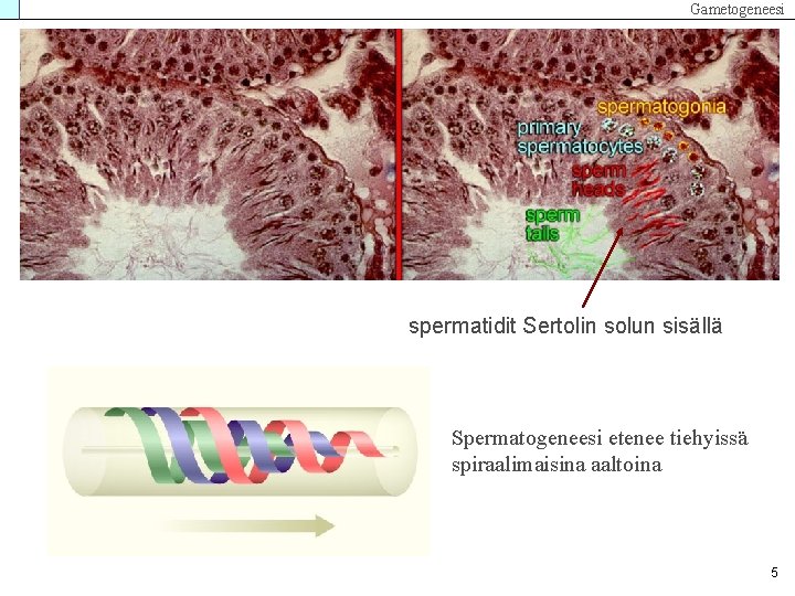 Gametogeneesi spermatidit Sertolin solun sisällä Spermatogeneesi etenee tiehyissä spiraalimaisina aaltoina 5 Gametogeneesi spermatidit Sertolin solun sisällä Spermatogeneesi etenee tiehyissä spiraalimaisina aaltoina 5