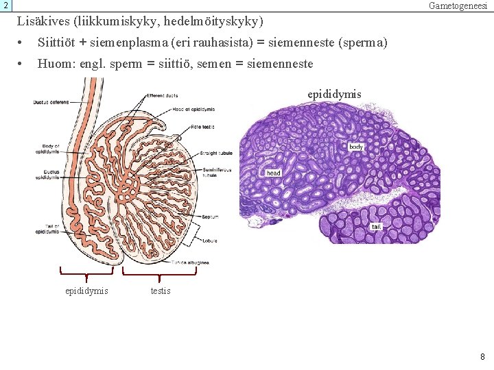 Gametogeneesi 2 Lisäkives (liikkumiskyky, hedelmöityskyky) • Siittiöt + siemenplasma (eri rauhasista) = siemenneste (sperma) Gametogeneesi 2 Lisäkives (liikkumiskyky, hedelmöityskyky) • Siittiöt + siemenplasma (eri rauhasista) = siemenneste (sperma)