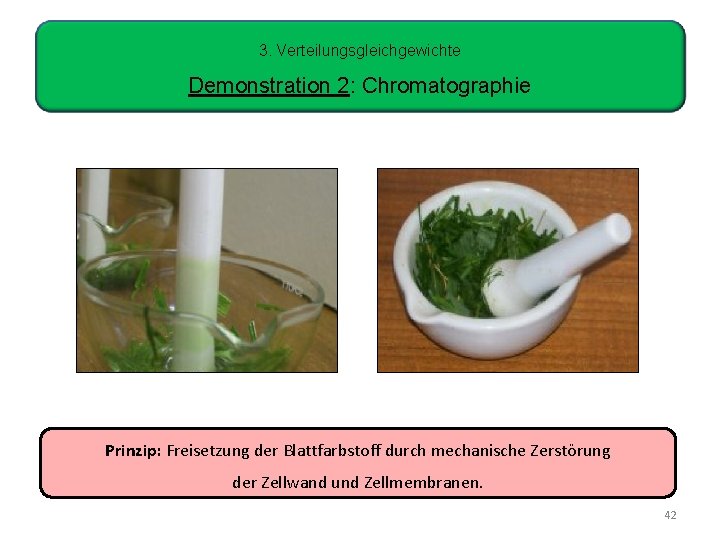 3. Verteilungsgleichgewichte Demonstration 2: Chromatographie Prinzip: Freisetzung der Blattfarbstoff durch mechanische Zerstörung der Zellwand