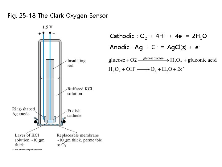Fig. 25 -18 The Clark Oxygen Sensor Cathodic : O 2 + 4 H+ Fig. 25 -18 The Clark Oxygen Sensor Cathodic : O 2 + 4 H+