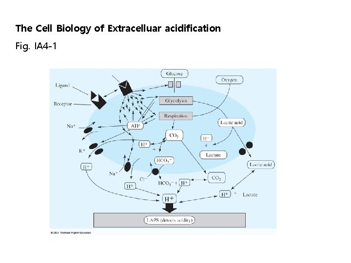 The Cell Biology of Extracelluar acidification Fig. IA 4 -1 The Cell Biology of Extracelluar acidification Fig. IA 4 -1