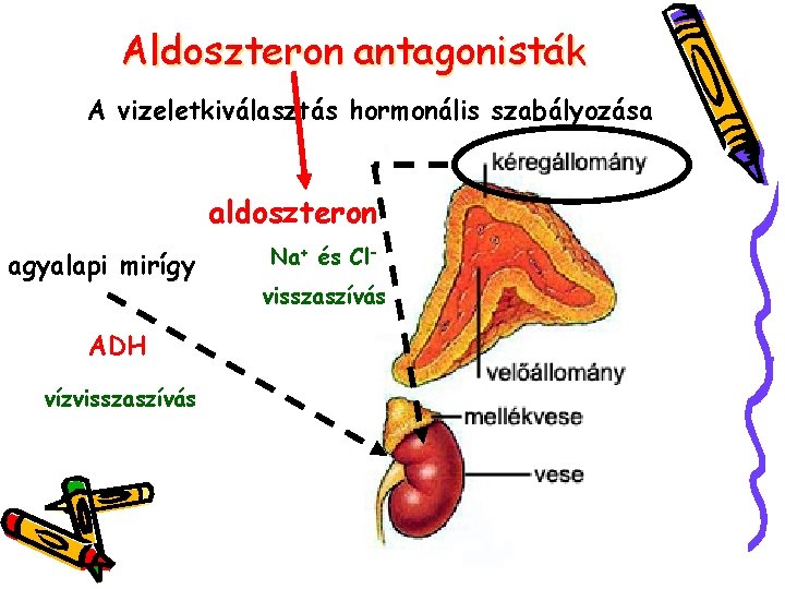 Aldoszteron antagonisták A vizeletkiválasztás hormonális szabályozása aldoszteron agyalapi mirígy ADH vízvisszaszívás Na+ és Clvisszaszívás