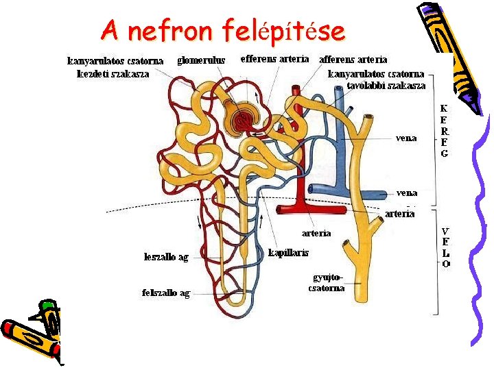 A nefron felépítése 