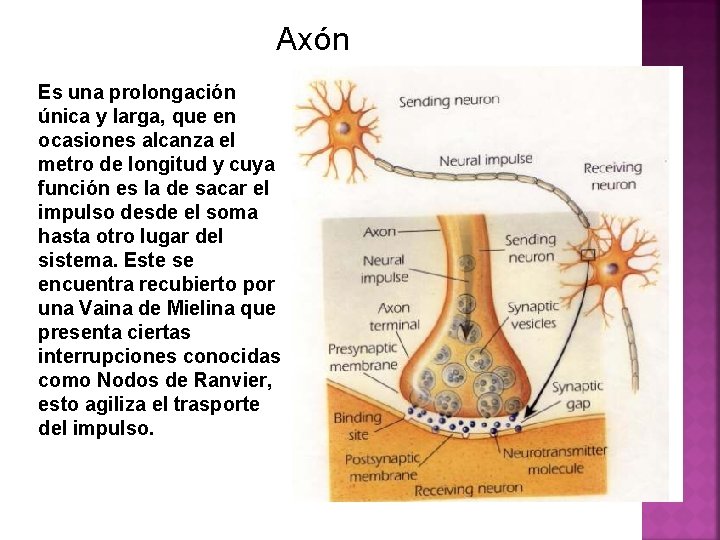 Axón Es una prolongación única y larga, que en ocasiones alcanza el metro de