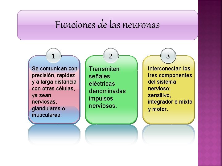 Funciones de las neuronas 1 Se comunican con precisión, rapidez y a larga distancia