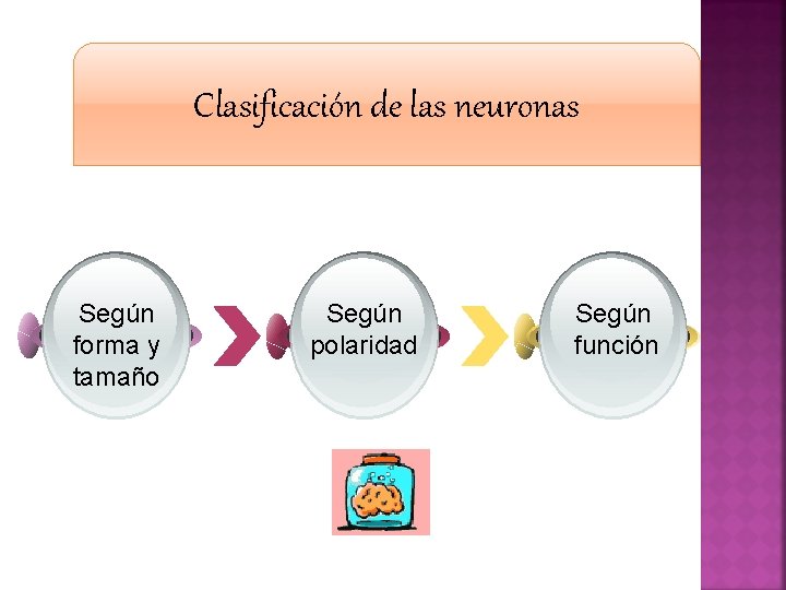 Clasificación de las neuronas Según forma y tamaño Según polaridad Según función 