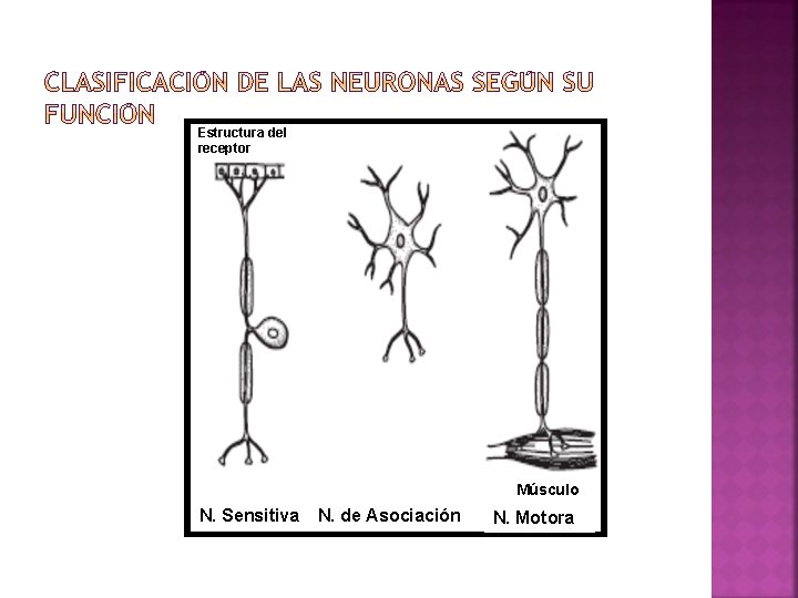 Estructura del receptor Músculo N. Sensitiva N. de Asociación N. Motora 