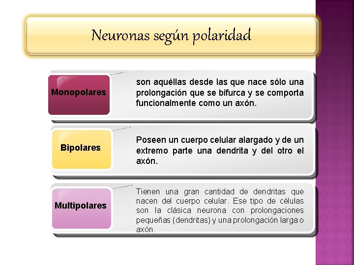 Neuronas según polaridad Monopolares son aquéllas desde las que nace sólo una prolongación que