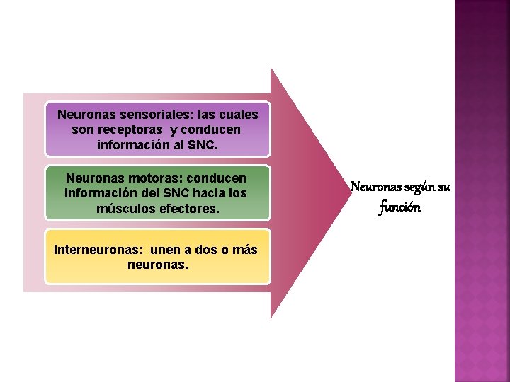 Neuronas sensoriales: las cuales son receptoras y conducen información al SNC. Neuronas motoras: conducen