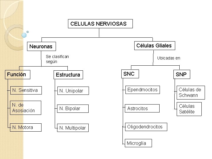 CELULAS NERVIOSAS Células Gliales Neuronas Se clasifican según Función Estructura Ubicadas en SNC SNP