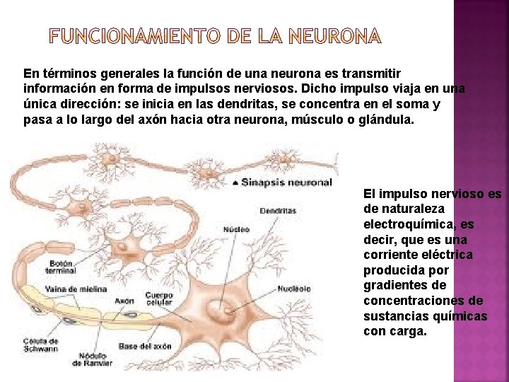 En términos generales la función de una neurona es transmitir información en forma de