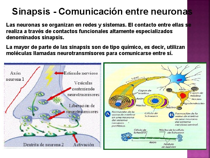 Sinapsis - Comunicación entre neuronas Las neuronas se organizan en redes y sistemas. El