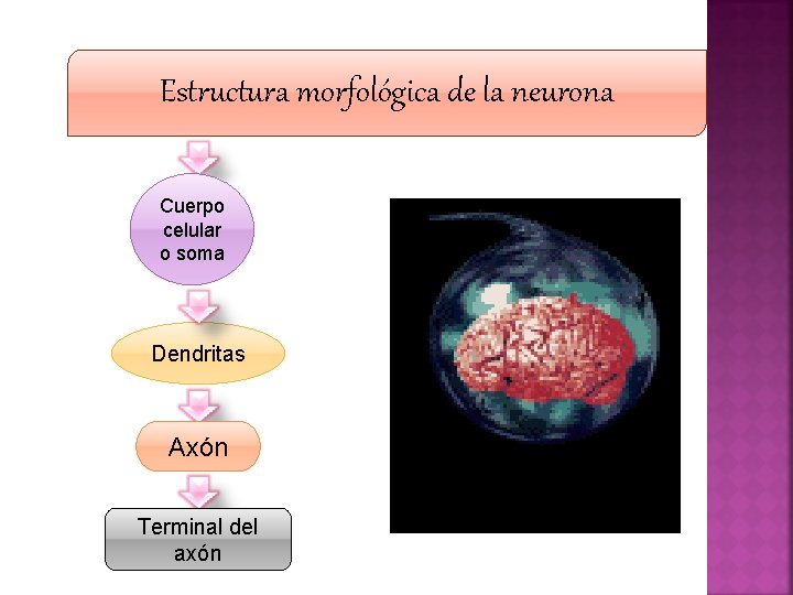 Estructura morfológica de la neurona Cuerpo celular o soma Dendritas Axón Terminal del axón