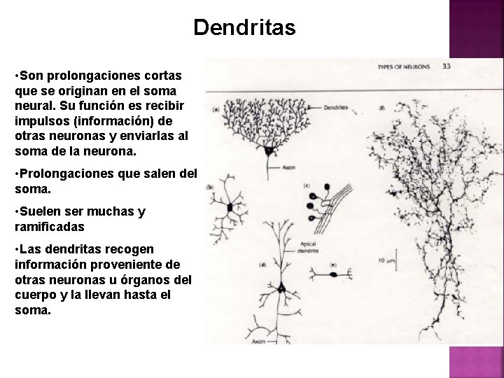 Dendritas • Son prolongaciones cortas que se originan en el soma neural. Su función