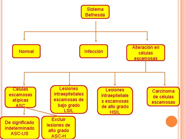 Sistema Bethesda Normal Células escamosas atípicas ASC De significado indeterminado ASC-US Infección Lesiones intraepiteliales