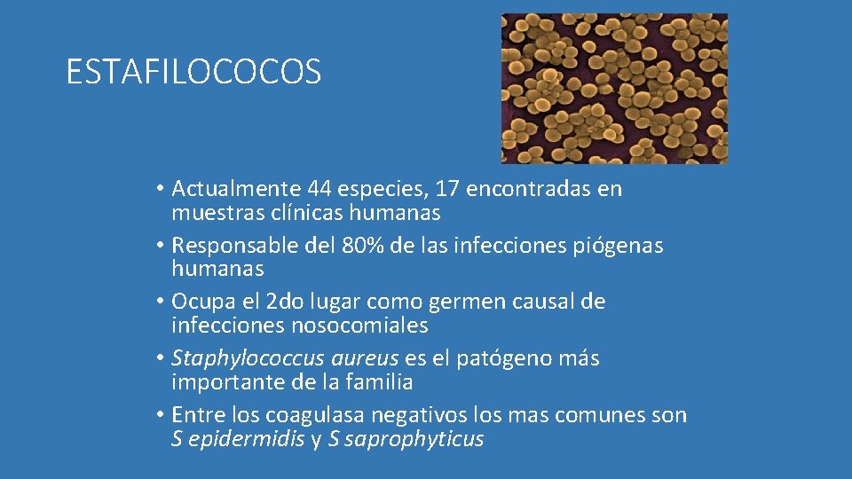 ESTAFILOCOCOS • Actualmente 44 especies, 17 encontradas en muestras clínicas humanas • Responsable del