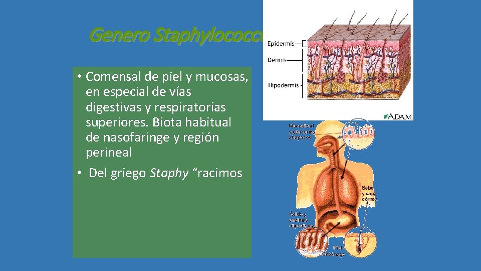 Genero Staphylococcus • Comensal de piel y mucosas, en especial de vías digestivas y