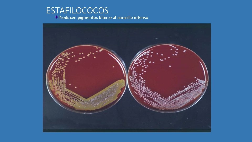 ESTAFILOCOCOS Producen pigmentos blanco al amarillo intenso 