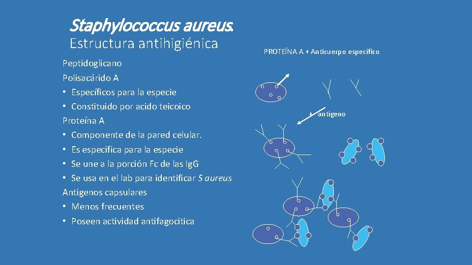 Staphylococcus aureus. Estructura antihigiénica Peptidoglicano Polisacárido A • Específicos para la especie • Constituido