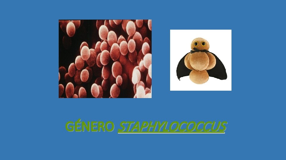 GÉNERO STAPHYLOCOCCUS 