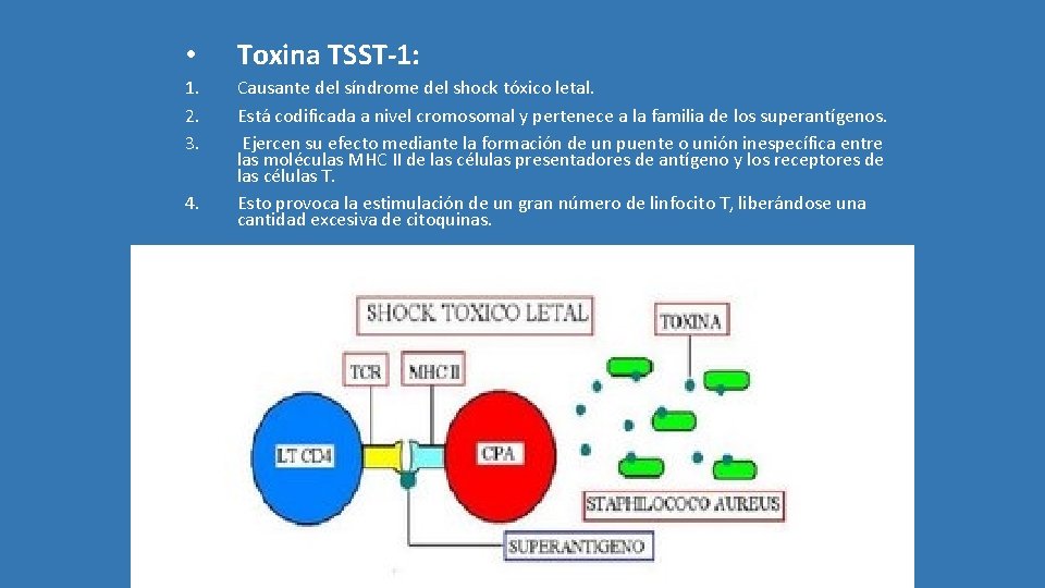  • Toxina TSST-1: 1. 2. 3. Causante del síndrome del shock tóxico letal.