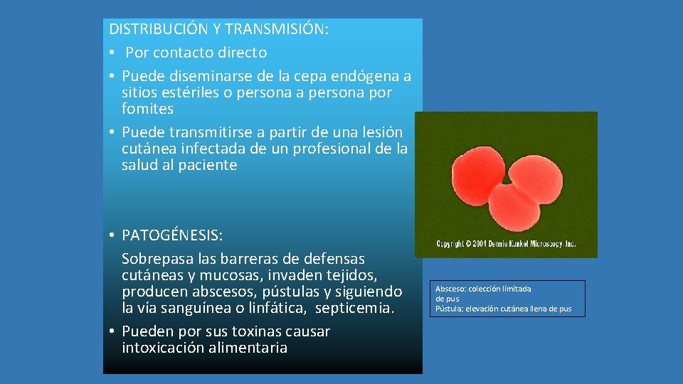DISTRIBUCIÓN Y TRANSMISIÓN: • Por contacto directo • Puede diseminarse de la cepa endógena