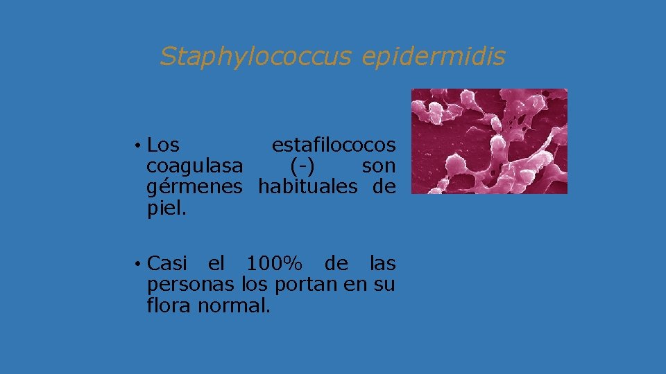 Staphylococcus epidermidis • Los estafilococos coagulasa (-) son gérmenes habituales de piel. • Casi