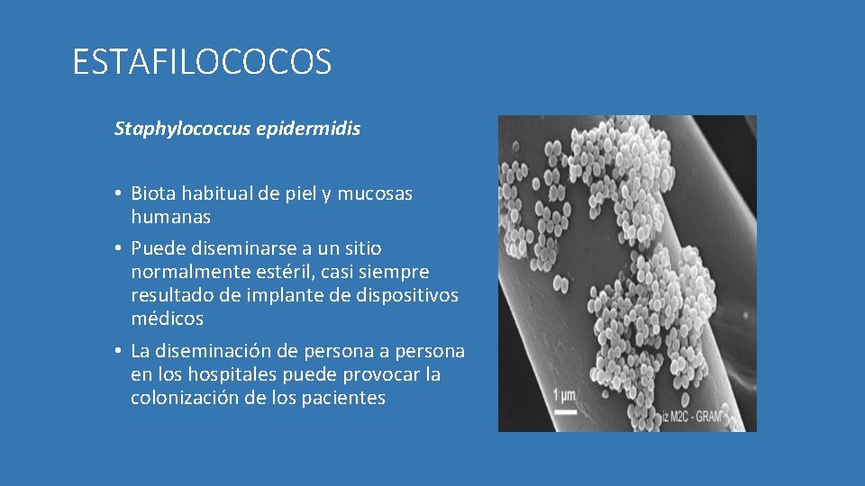 ESTAFILOCOCOS Staphylococcus epidermidis • Biota habitual de piel y mucosas humanas • Puede diseminarse