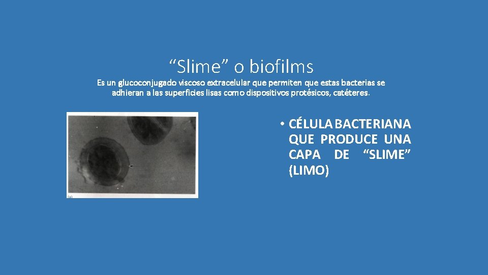 “Slime” o biofilms Es un glucoconjugado viscoso extracelular que permiten que estas bacterias se