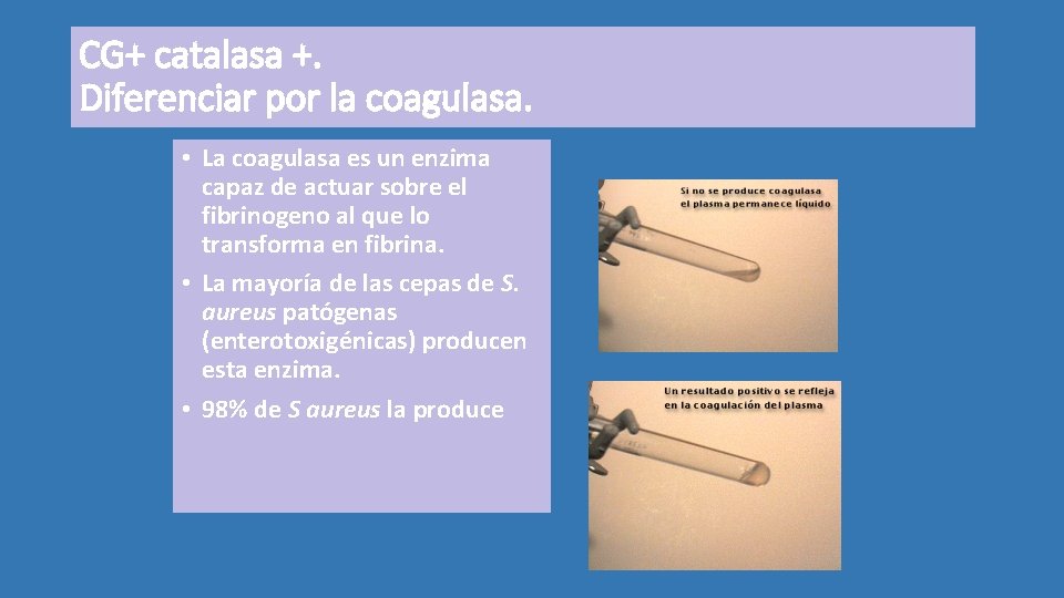 CG+ catalasa +. Diferenciar por la coagulasa. • La coagulasa es un enzima capaz