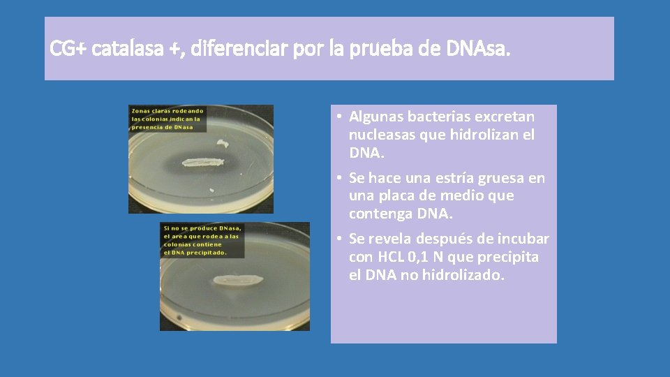 CG+ catalasa +, diferenciar por la prueba de DNAsa. • Algunas bacterias excretan nucleasas