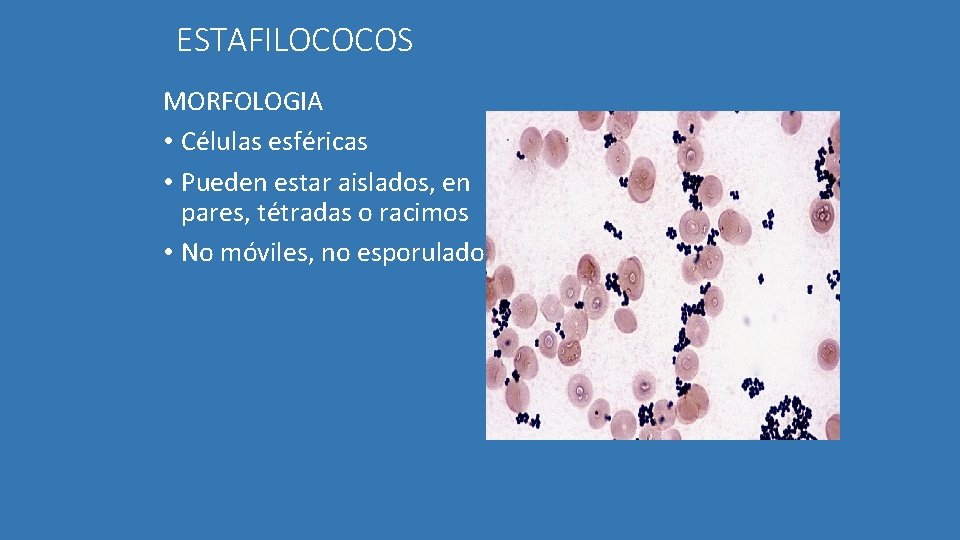 ESTAFILOCOCOS MORFOLOGIA • Células esféricas • Pueden estar aislados, en pares, tétradas o racimos