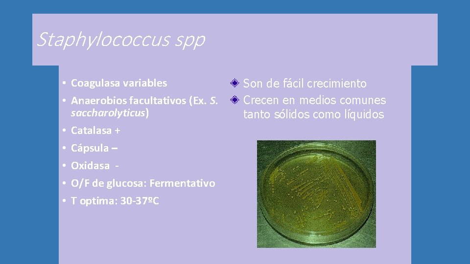 Staphylococcus spp • Coagulasa variables • Son crecimiento Sondedefácil crecimiento • Anaerobios facultativos (Ex.