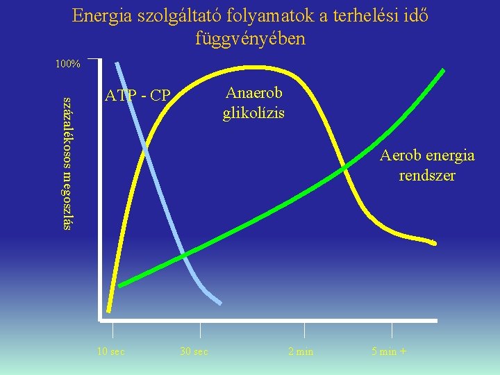 Energia szolgáltató folyamatok a terhelési idő függvényében 100% százalékosos megoszlás Anaerob glikolízis ATP -