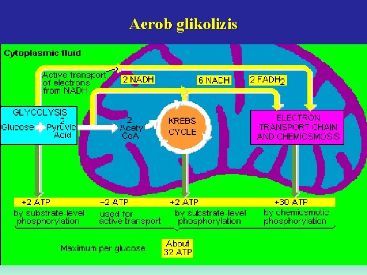 Aerob glikolizis 