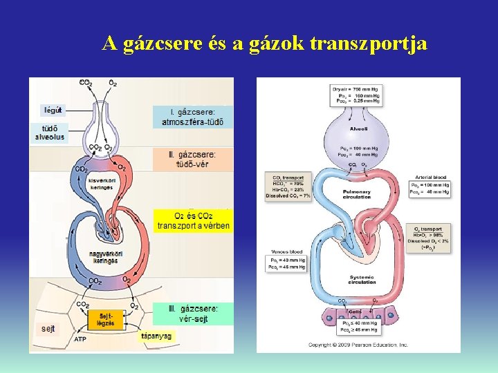 A gázcsere és a gázok transzportja 