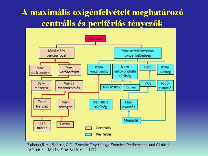 A maximális oxigénfelvételt meghatározó centrális és perifériás tényezők Robergs, R. A. , Roberts, S.