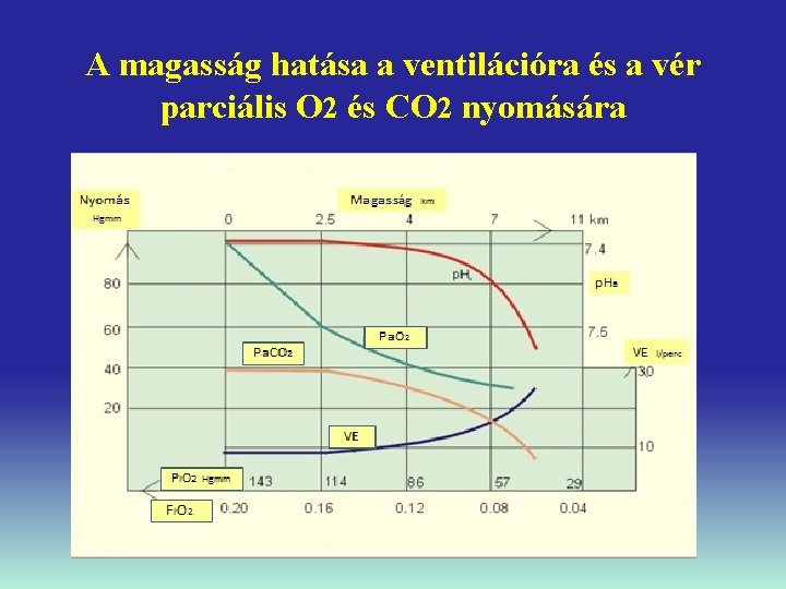 A magasság hatása a ventilációra és a vér parciális O 2 és CO 2