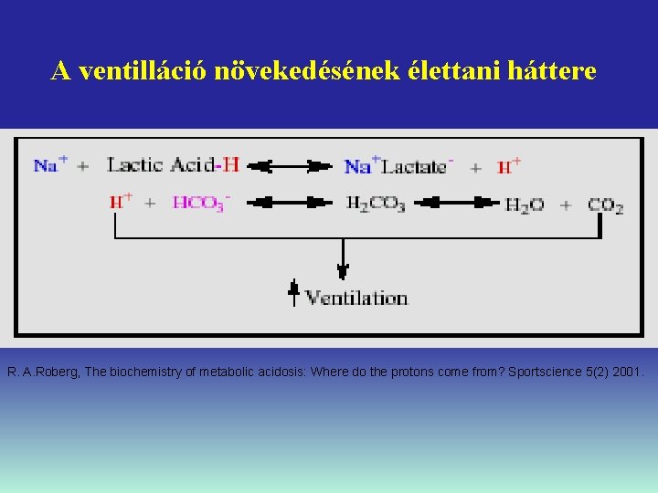 A ventilláció növekedésének élettani háttere R. A. Roberg, The biochemistry of metabolic acidosis: Where