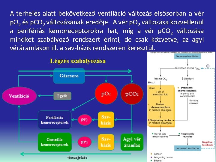 A terhelés alatt bekövetkező ventiláció változás elsősorban a vér p. O 2 és p.