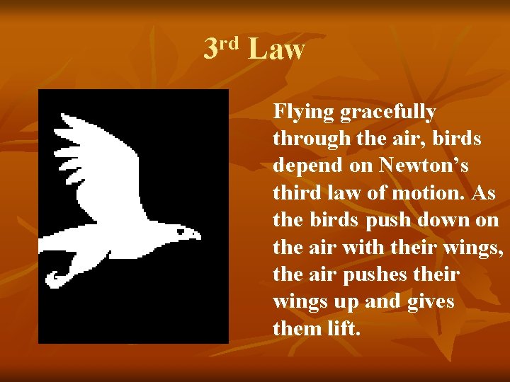 3 rd Law Flying gracefully through the air, birds depend on Newton’s third law