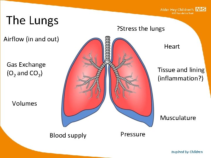 The Lungs ? Stress the lungs Airflow (in and out) Heart Gas Exchange (O The Lungs ? Stress the lungs Airflow (in and out) Heart Gas Exchange (O